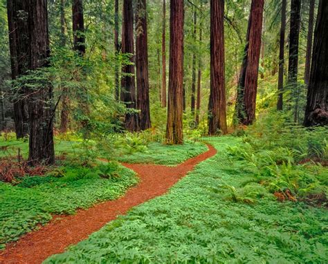Bark Filled Path Leads Through The Prairie Creek Redwoods State Park