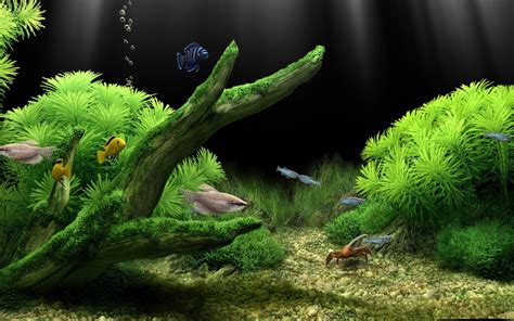 Fish Aquarium Wallpapers Wallpaper Cave