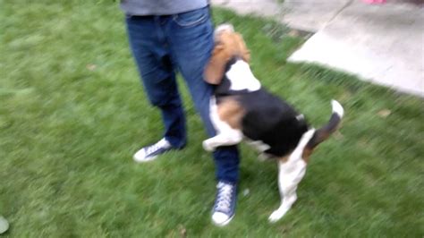 Beagle Humping Leg Horny Dog 2013 Youtube