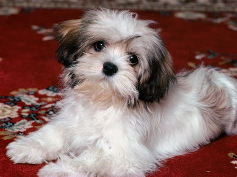 Rules Of The Jungle Havanese Dogs The Insular Breed