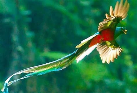 10 Most Beautiful Birds In The World Hubpages