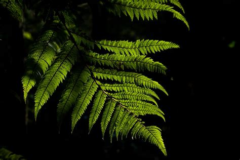Silver Fern Pictures Download Free Images On Unsplash