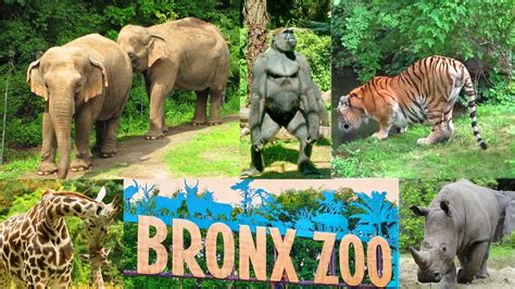 New York Bronx Zoo Wild Asia Monorail Ride Youtube