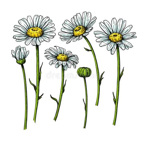 Daisy Flower Drawing Vector Hand Drawn Floral Object Chamomile Sketch