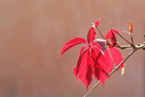 How To Identify Trees With Dark Red Leaves Hunker