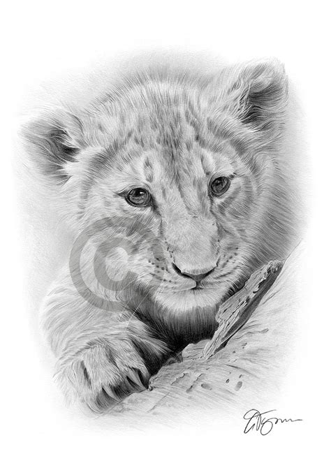 Pencil Drawing Of A Lion Cub By Uk Artist Gary Tymon