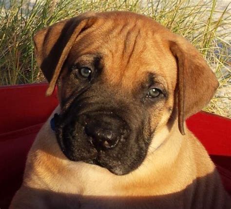 Boerboel breeding in south africa is overseen by a number of organizations, among them being the south african boerboel breeders association (sabt) and the historical boerboel association of. Rare South African Mastiff Puppies/Boerboels for Sale in ...
