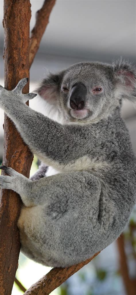 Koala Hd Iphone Wallpapers Free Download