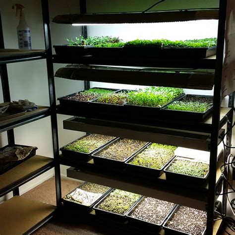 Indoor Microgreen Growing Hydroponic System China Manufacturer