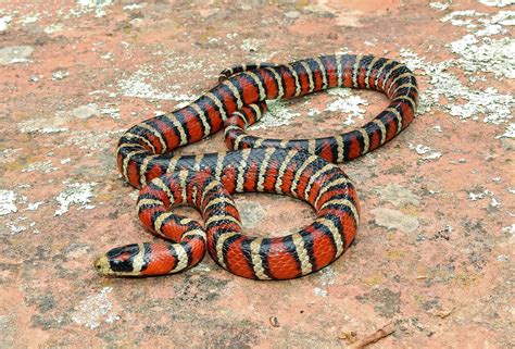 Arizona Mountain Kingsnake Birdforum