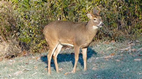 Deer Decoy Shot Charges Pile Up For Suspected Deer Poachers