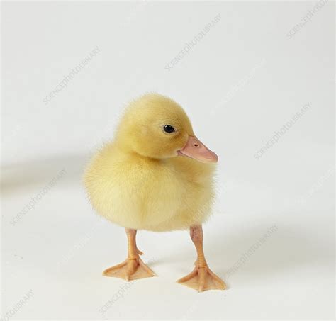 Call Duckling Stock Image C0513949 Science Photo Library