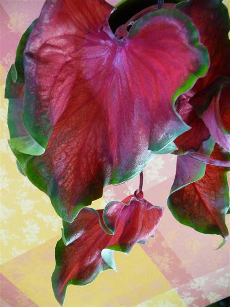 These shade to full sun loving caladium bulbs or tubers are great for adding easy color to red ruffles is considered short in height (1 ft). CALADIUM