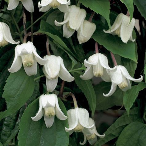 Clematis Winter Beauty Evergreen Hardy Winter Blooming Climber