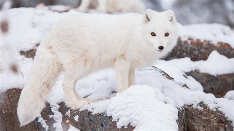 Cute But Tough The Arctic Fox Yukon Wildlife Preserve