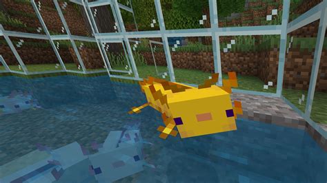 Minecraft Axolotl Information Discover Breed And Tame