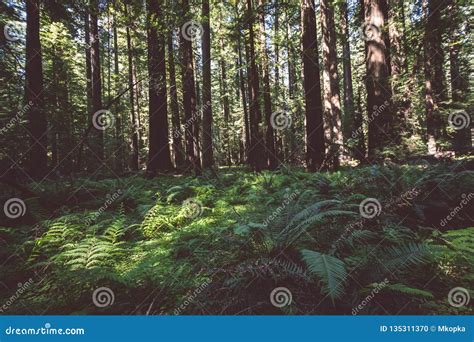 Forest Floor Showing Ferns And Other Vegetation In Redwood National