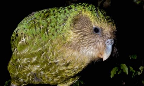 The Worlds Fattest Parrot Kākāpō Named New Zealands Bird Of The