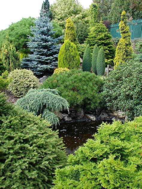 36 Best Dwarf Conifers Images In 2019 Trees Shrubs Garden