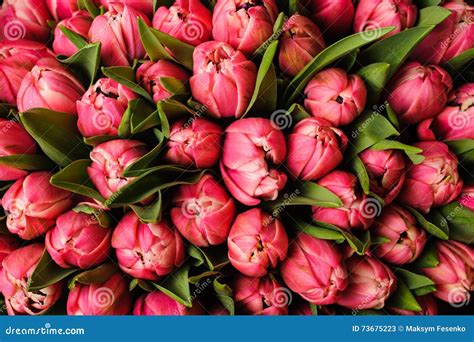 Fresh Bright Pink Tulips With Green Leaves Nature Spring Background