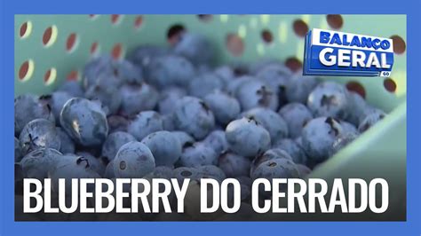 BLUEBERRY DO CERRADO PRODUÇÃO DE MIRTILO DÁ BONS RESULTADOS EM TERRAS