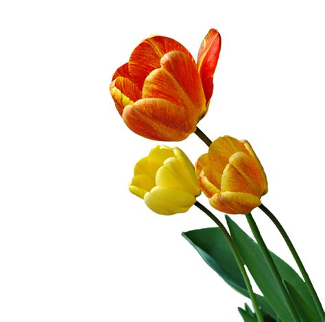 IMÁGENES Y GIFS ANIMADOS : IMÁGENES DE TULIPANES | Imágenes de tulipanes, Tulipanes