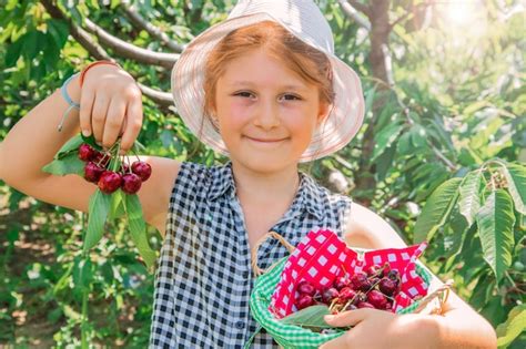 Premium Photo Young Girl Is Picking Cherry On A Fruit Farm Child