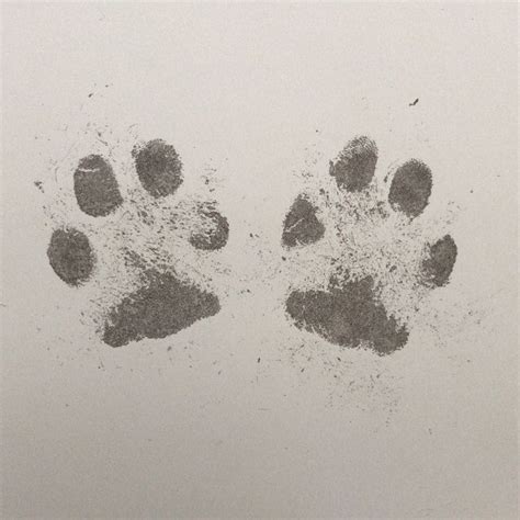 Inkless Pet Paw Print Kit Get High Quality Paw Prints With Etsy Pet
