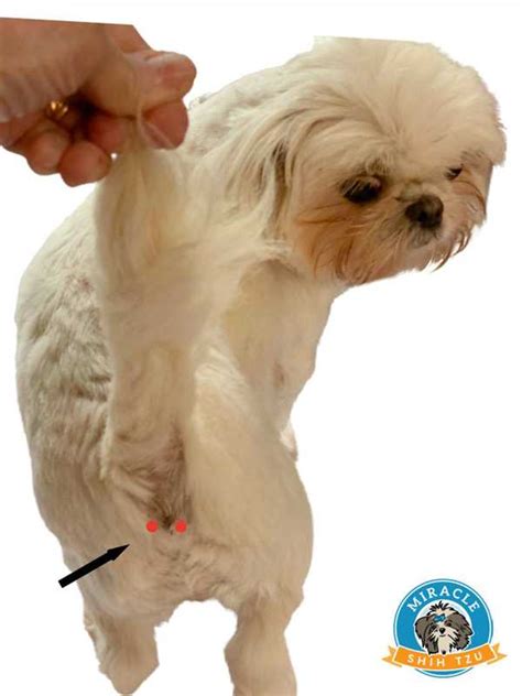 Expressing Your Dogs Glands A Step By Step Guide