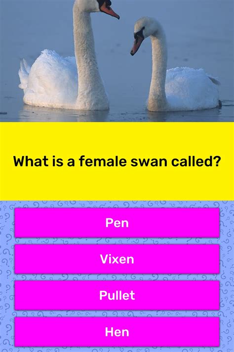 What is a female swan called? | Trivia Answers | QuizzClub