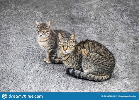 Cats Are Small Mammals Which Most Commonly Refers To The Domestic Cat
