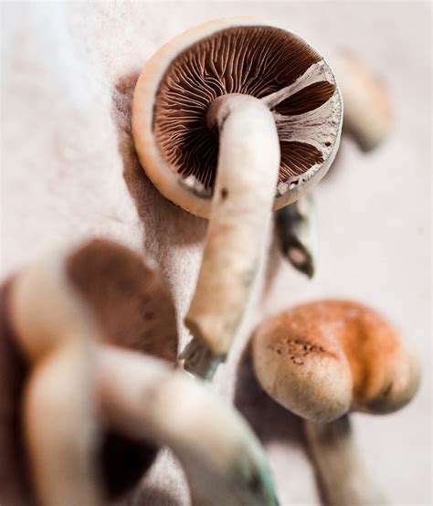 How To Harvest Mushrooms A Guide Doubleblind Mag