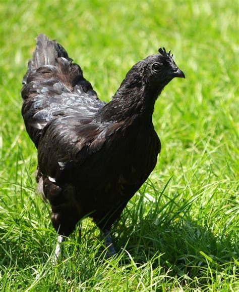 normal looking eggs hatch to reveal a very rare species of all black chicken black chickens