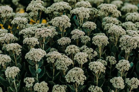 White Cluster Flowers In Bloom · Free Stock Photo