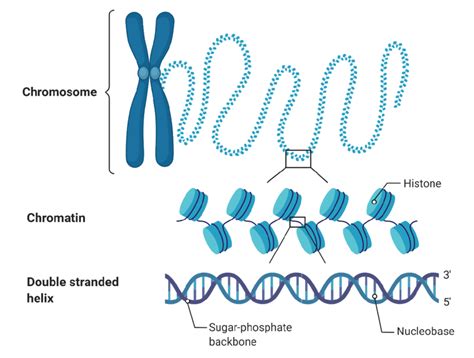 2 Structure Of A Chromosome In A Double Stranded Dna Helix The