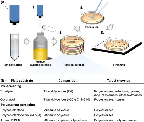 Agar Platebased Screening Methods For The Identification Of Polyester Hydrolysis By Pseudomonas