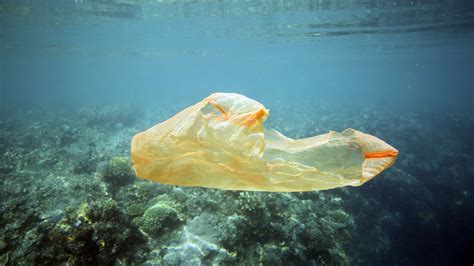 Plastic Bag Litter In Seas Around Uk Has Dropped Since 5p Charge