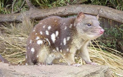 Fun Quoll Facts For Kids Kidadl