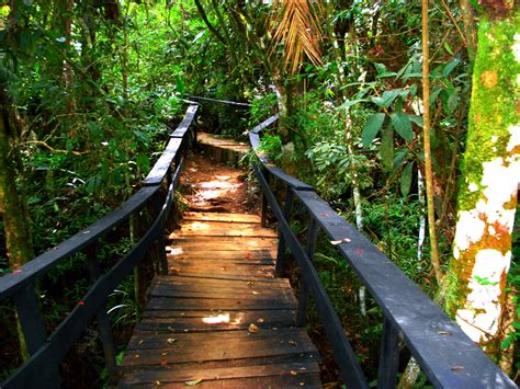 Wallpaper Water Grass Wood Stairs Jungle Path Walkway