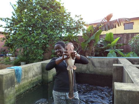 It's a very if you have an unused small pond, tank or any other such water resource, then you can stock some how to start catfish farming. Commonly used ponds for aquaculture in Nigeria - Types of ...