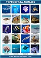 22 Different Types of Sea Animals | Earth Reminder