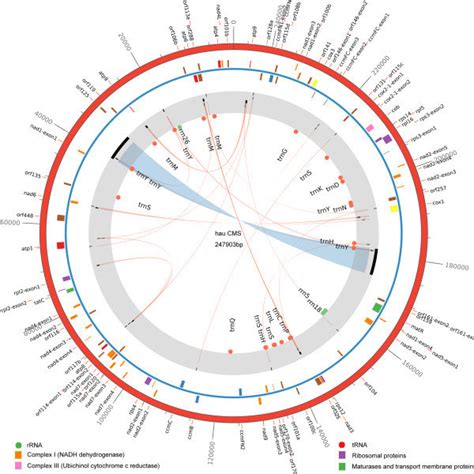A Phylogenetic Tree Relating The Eight Mitochondrial Genomes Sequenced