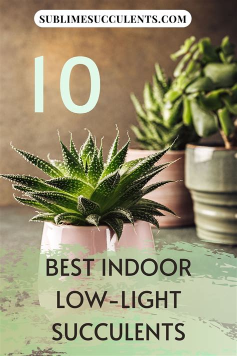 10 Best Indoor Low Light Succulents Artofit