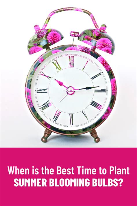 For the best flowers, plant glads in full sun. Best Time to Plant Summer Bulbs | Summer bulbs, Planting ...