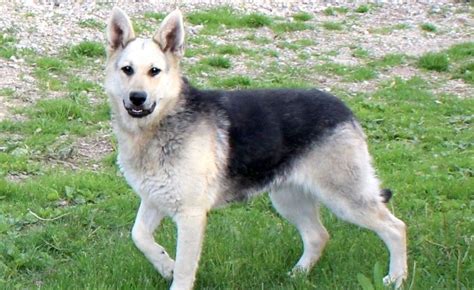 Silver Sable German Shepherd A Complete Breed Profile