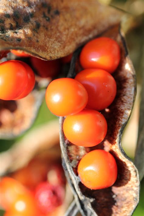 Autumn Orange Berries And Seed Pod From Iris Foetidissima Seed Pods