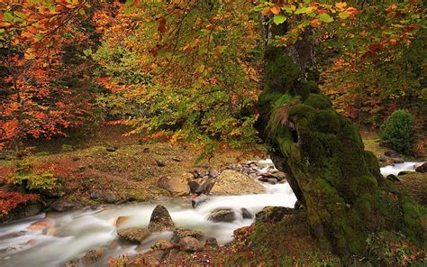 Flows Through Autumn Forest Autumn Flows Stone Waterfall Nature