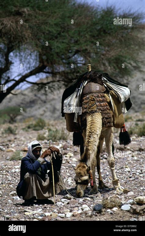 Bedouin Nomad Member Of The Zawaideh Tribe Native To The Deserts Of