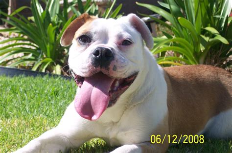 A recent survey of expats living in australia found that 90% were happy with available leisure options and 88% found the quality of the environment to. Miniature Australian Bulldog | GreatDogSite