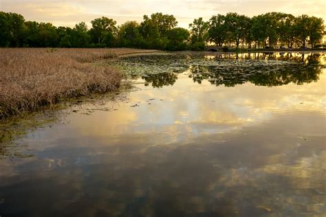 Free Images Landscape Tree Nature Marsh Swamp Sunset Sunlight